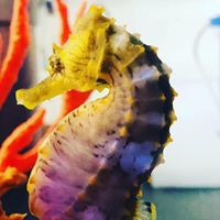 Choosing Your Seahorse Species and Stocking
