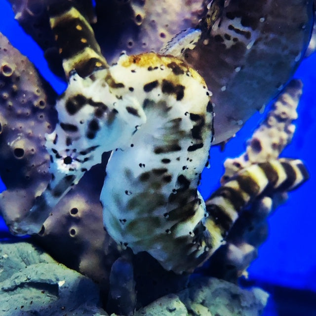 Tiger Tail Seahorses-Hippocampus comes Species Profile and Keeping