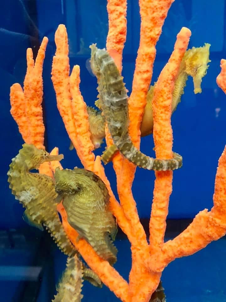Seahorses-Common Questions and Answers