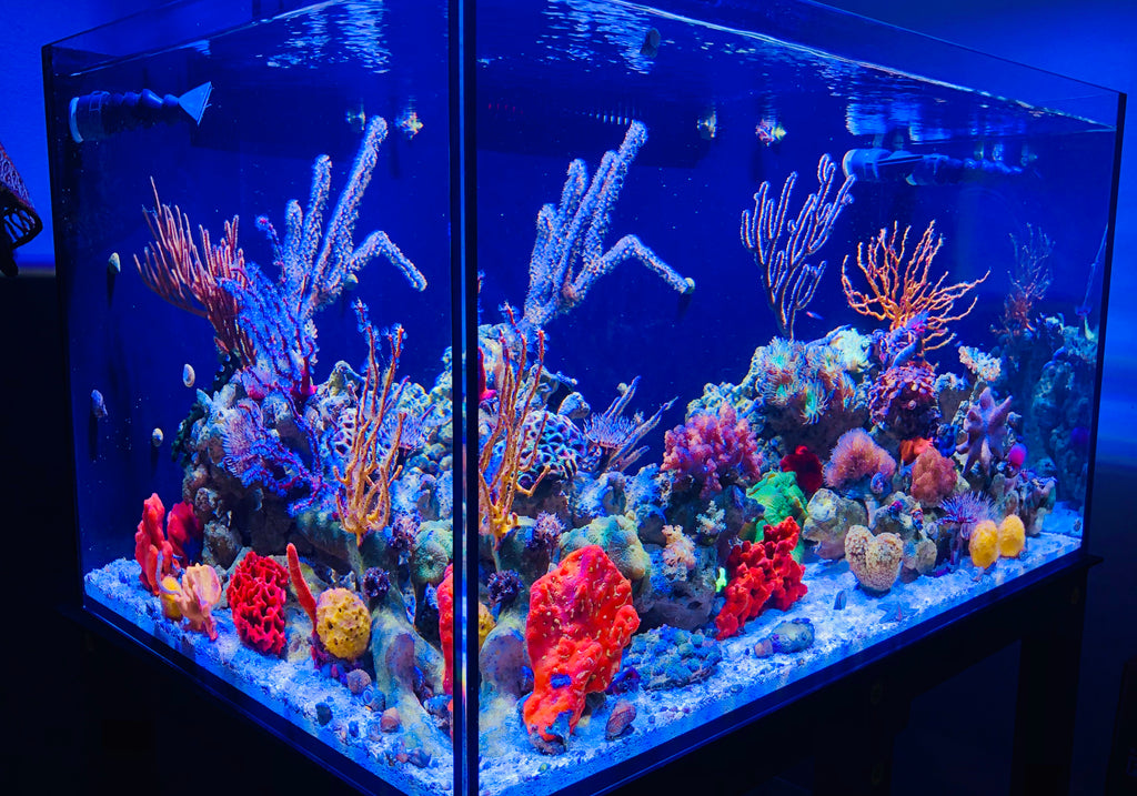 Gorgonian Corals in a Seahorse Aquarium