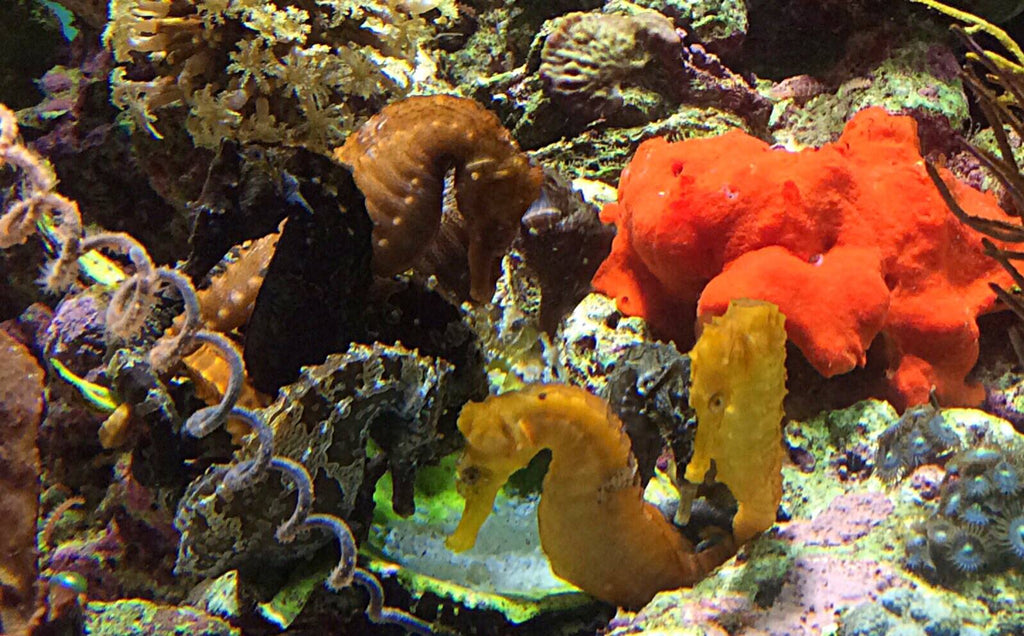 Training Your Seahorse to Feed at a Feeding Station
