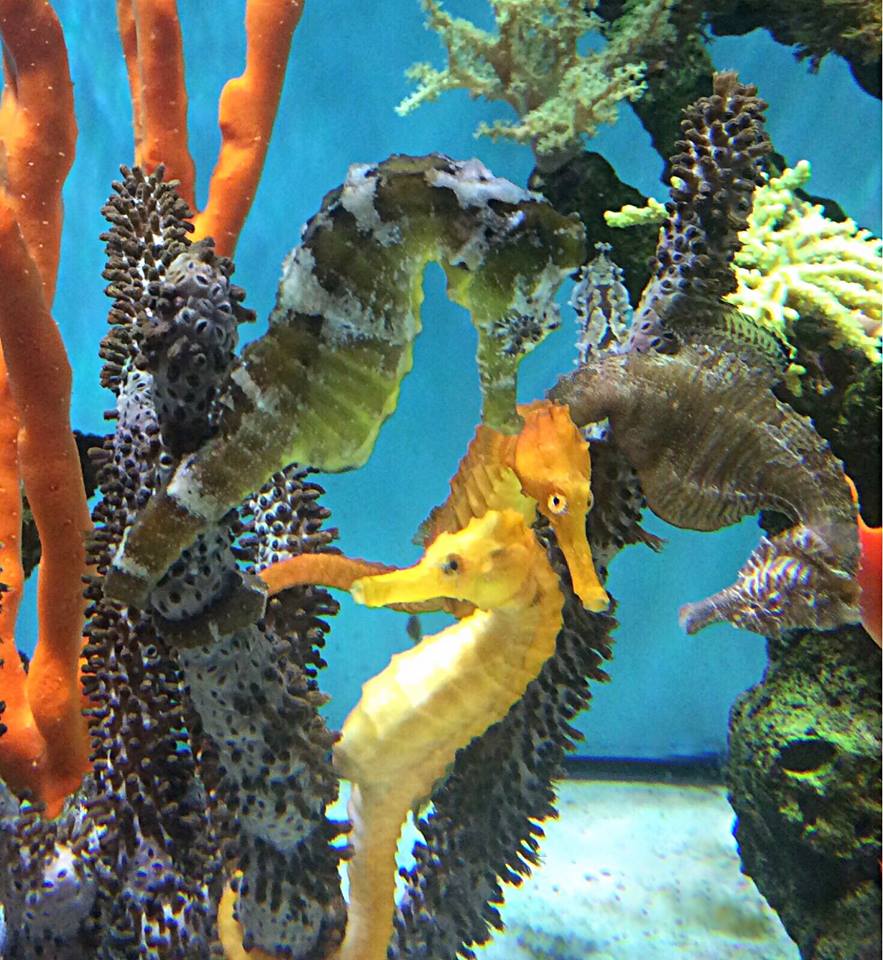 Golden Red Feather Duster-VERY NICE – Alyssa's Seahorse Savvy