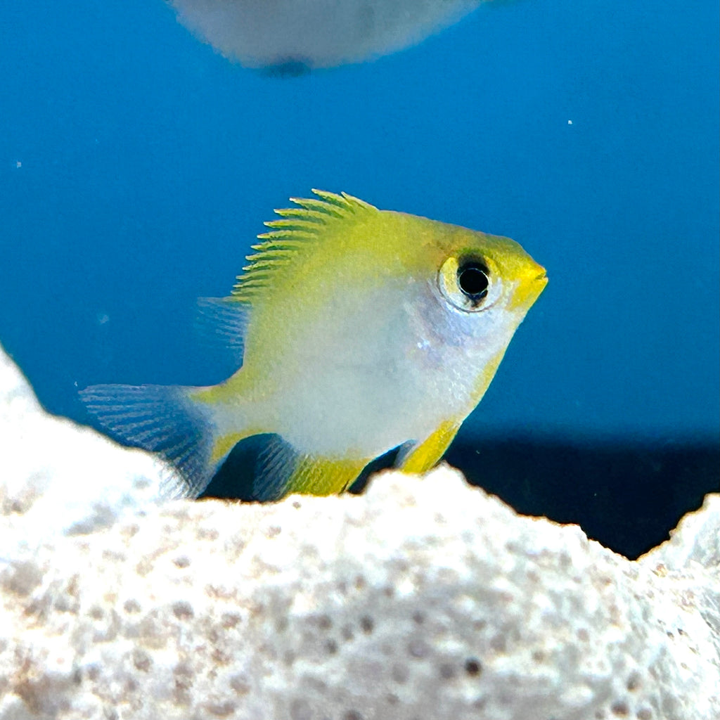 NEW ARRIVAL Aquarium Conditioned-Lemon Chromis