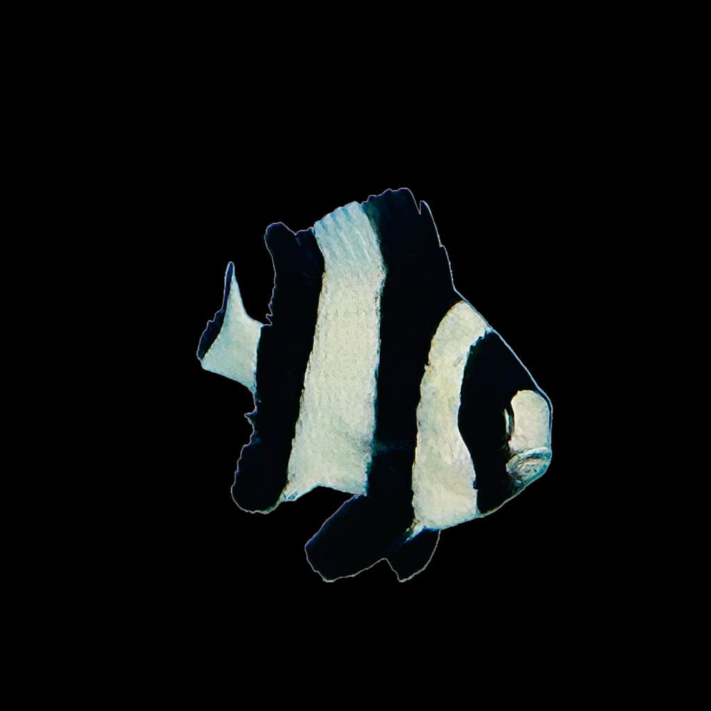 NEW ARRIVAL Aquarium Conditioned-Four Stripe Damselfish