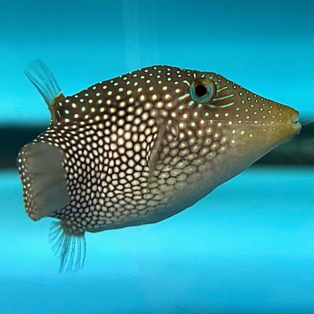 Aquarium Conditioned-Spotted Toby Puffer