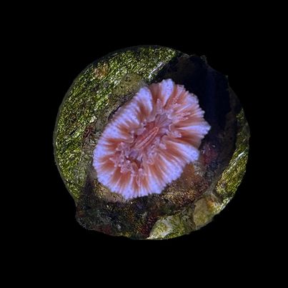 WYSIWYG Balanophyllia Dendro Coral-Frag