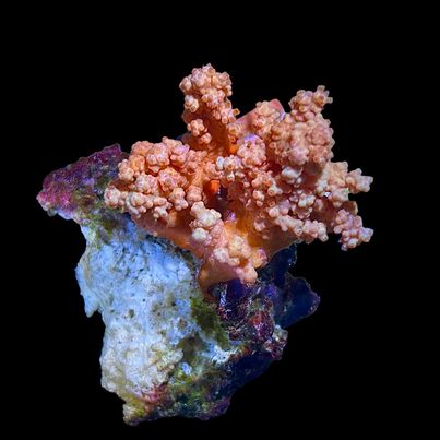 WYSIWYG Orange Scleronephthya Carnation Coral Colony (Non Photosynthetic)
