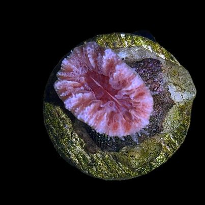 WYSIWYG Balanophyllia Dendro Coral-Frag