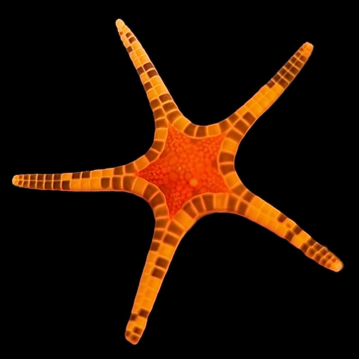 Orange Bali Double Starfish – Alyssa's Seahorse Savvy