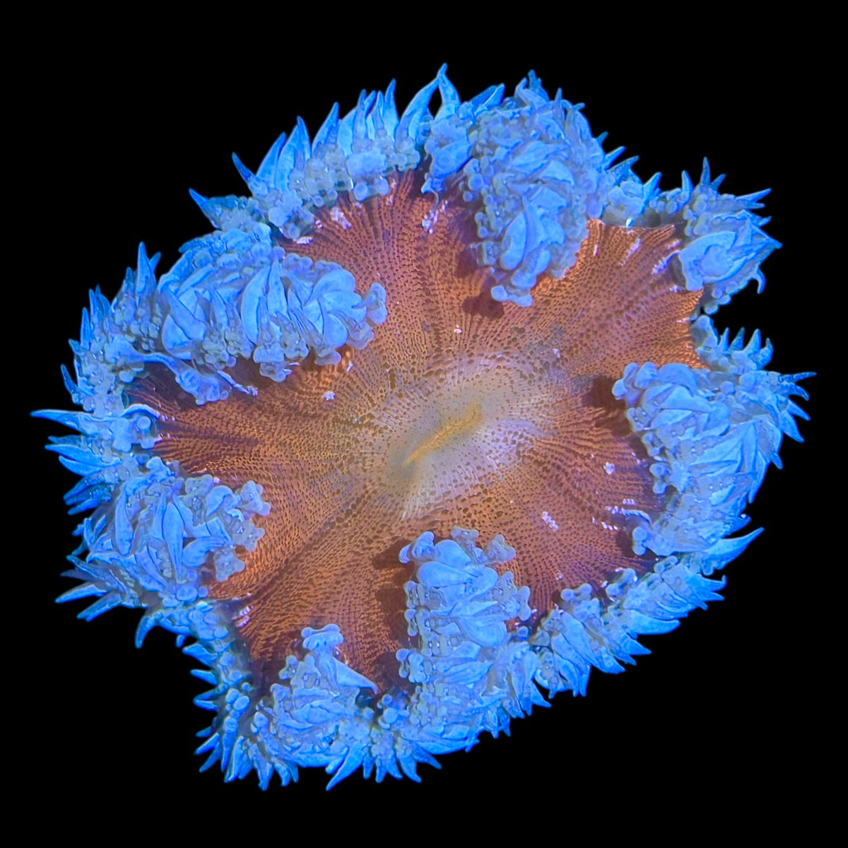 kun anemoneがま口 kun anemoneがま口 kun anemoneがま口 kun anemoneがま口 Anemones