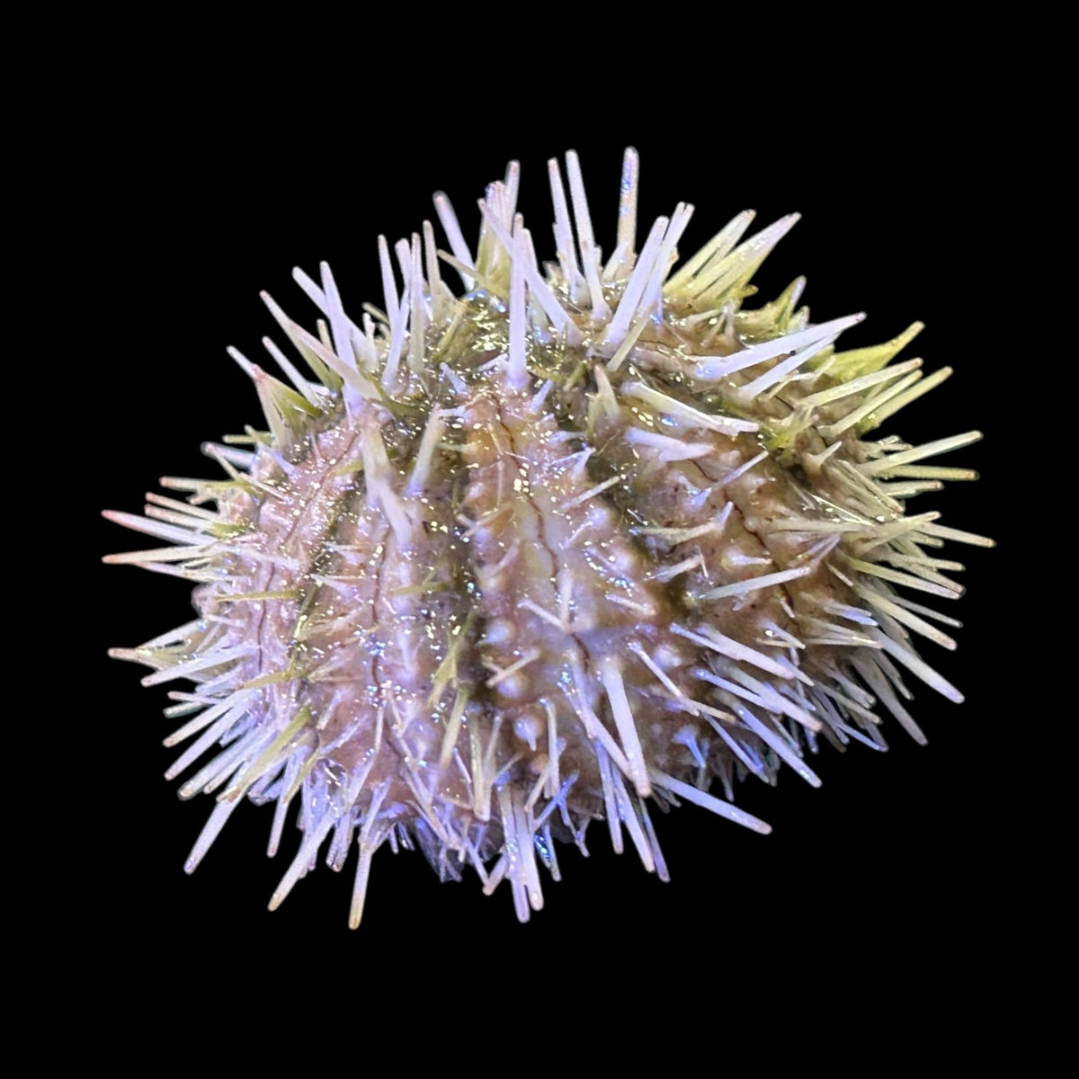 Pincushion Urchin – Alyssa's Seahorse Savvy