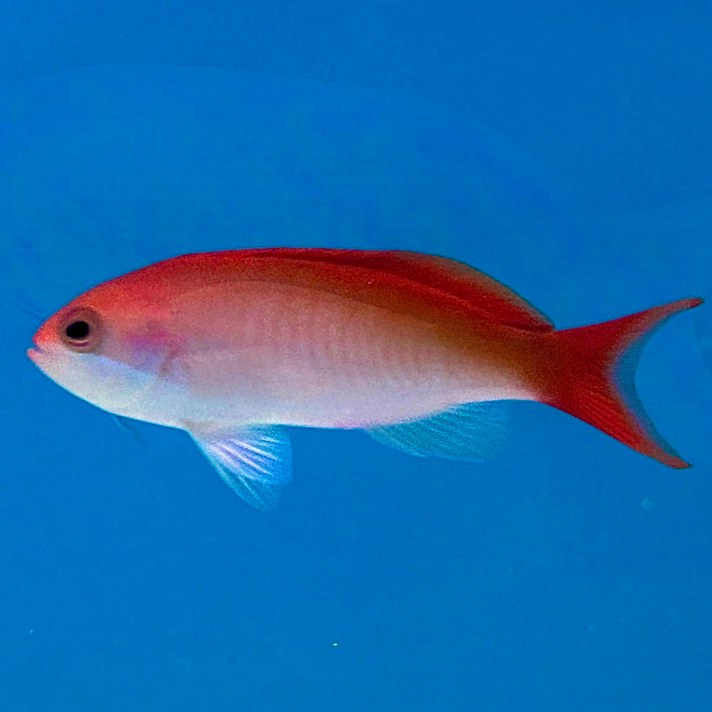 Aquarium Conditioned-African Deepwater Red Fairy Anthias