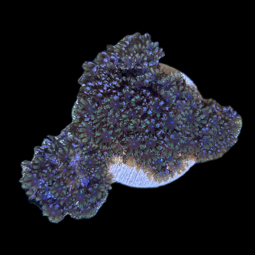 WYSIWYG Blue Sympodium Soft Coral-Frag