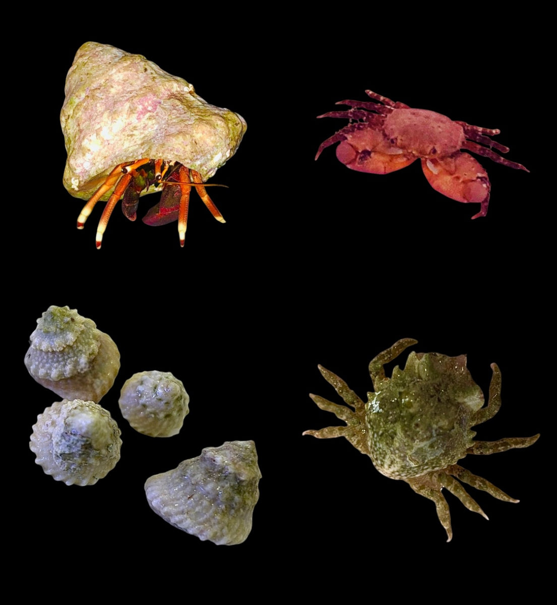 6590+ Gallon Algae Cleanup Crew Package Alyssa's Seahorse Savvy