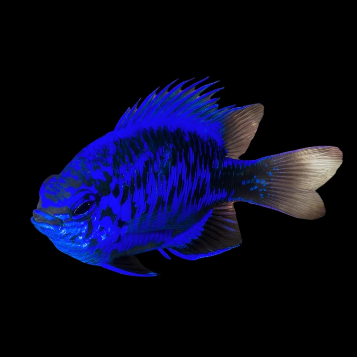 ブルーフィッシュBluefish カーペンター ブルーフィッシュ BF30-130 カーペンターブルー