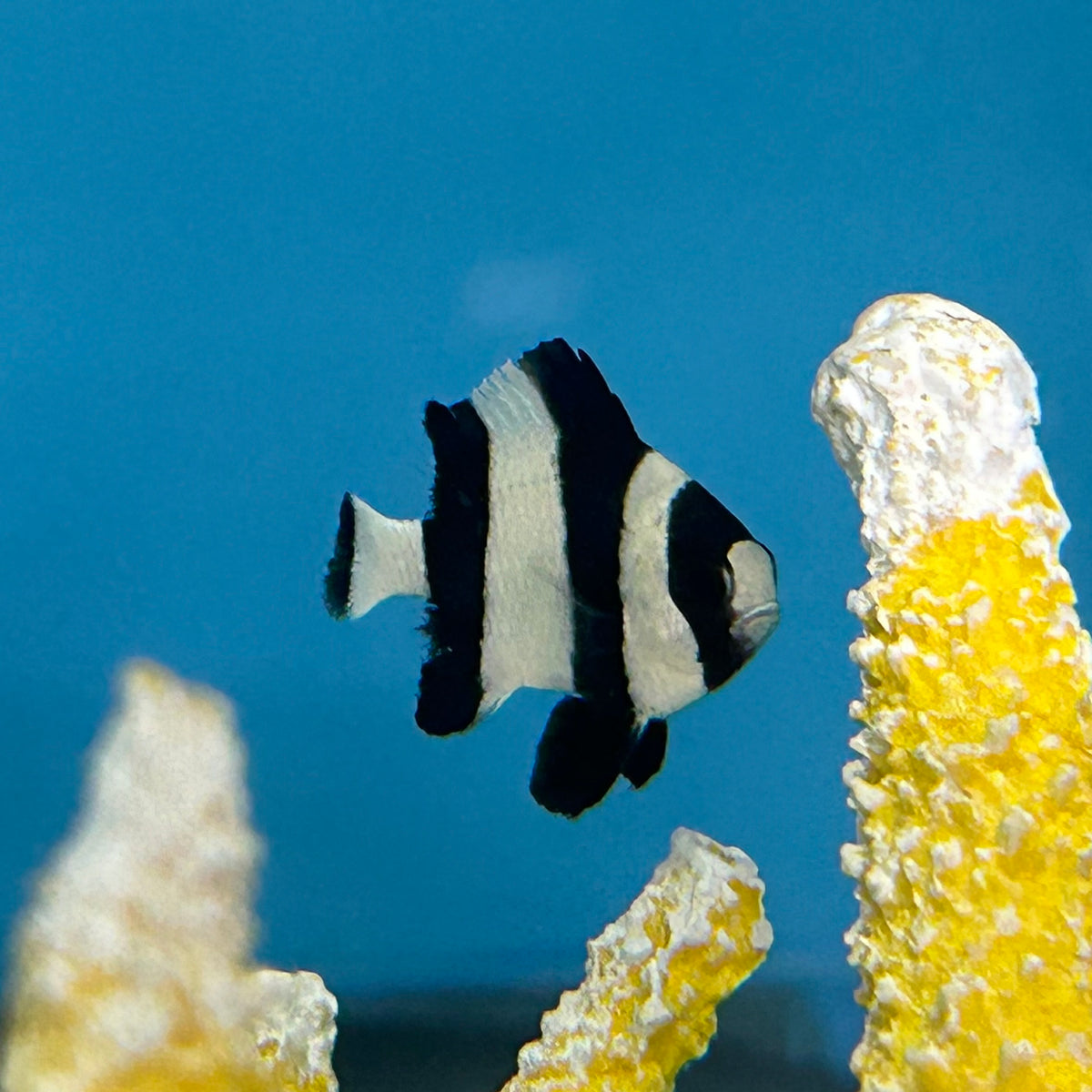 Aquarium Conditioned-Four Stripe Damselfish – Alyssa's Seahorse Savvy