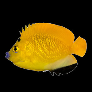 WYSIWYG Aquarium Conditioned-Flagfin Angelfish
