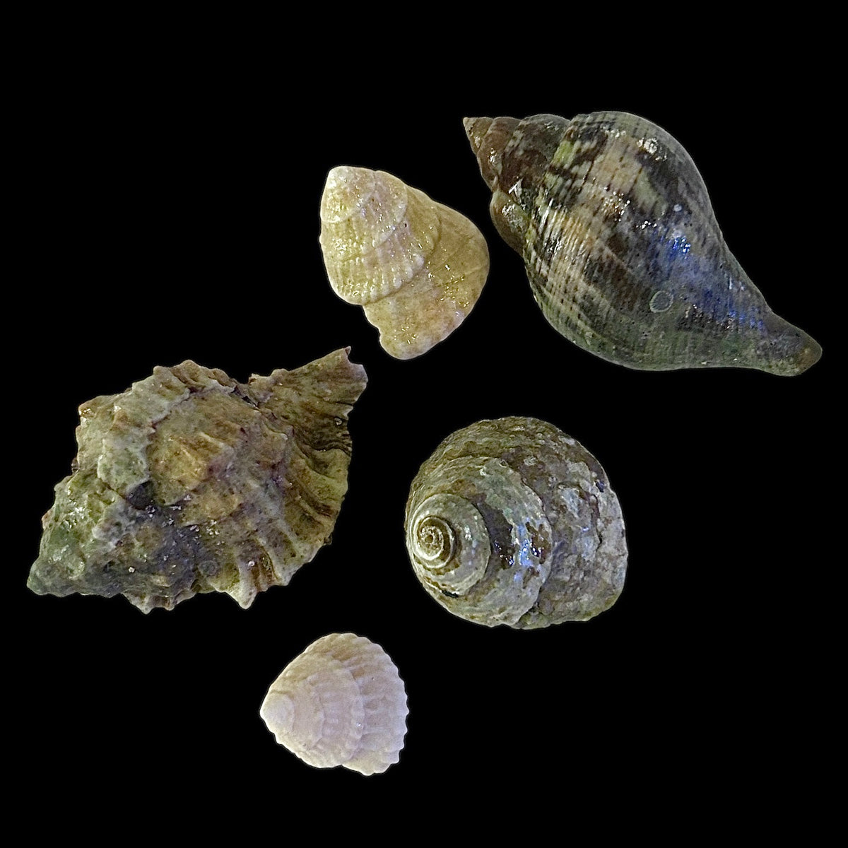 Empty Shells for Hermit Crabs – Alyssa's Seahorse Savvy
