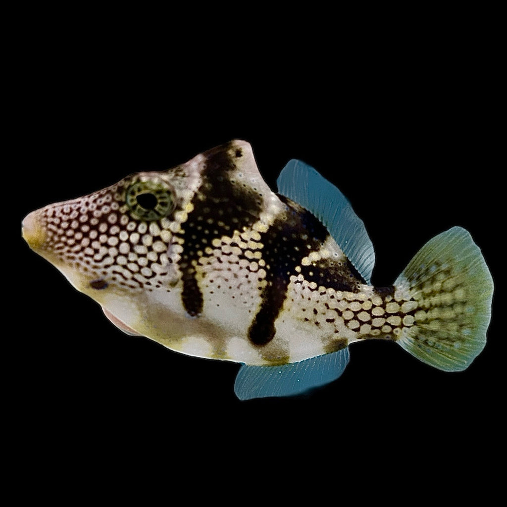 Aquarium Conditioned-Mimic Filefish