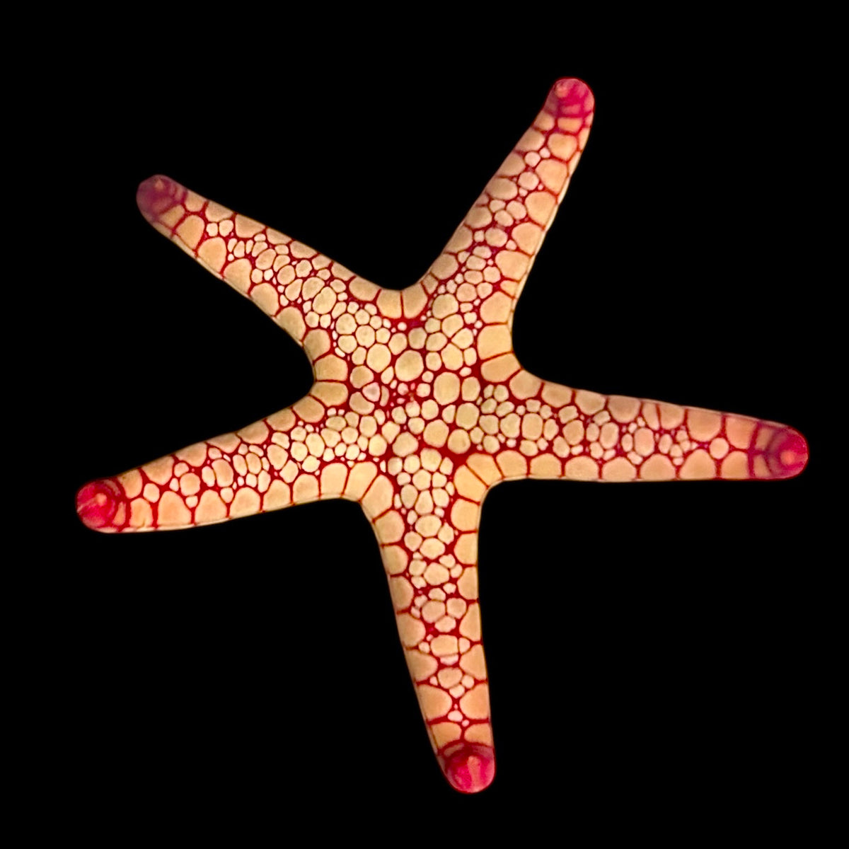 WYSIWYG Pink Mosaic Tile Fromia Starfish – Alyssa's Seahorse Savvy