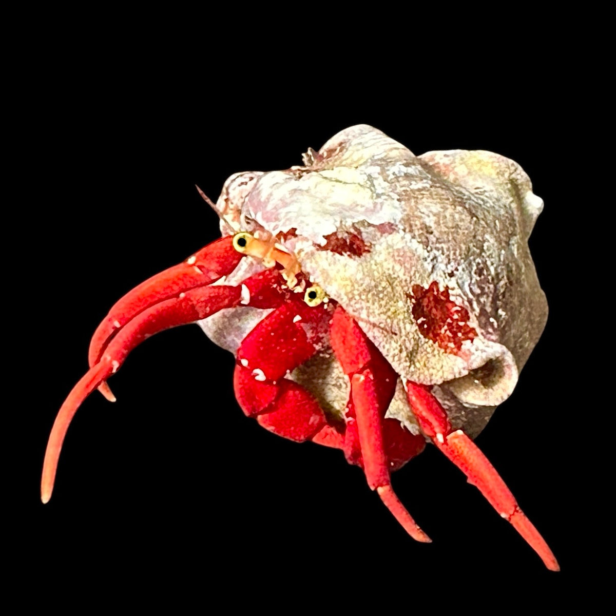 Special-15 Pack Scarlet Hermit Crabs – Alyssa's Seahorse Savvy