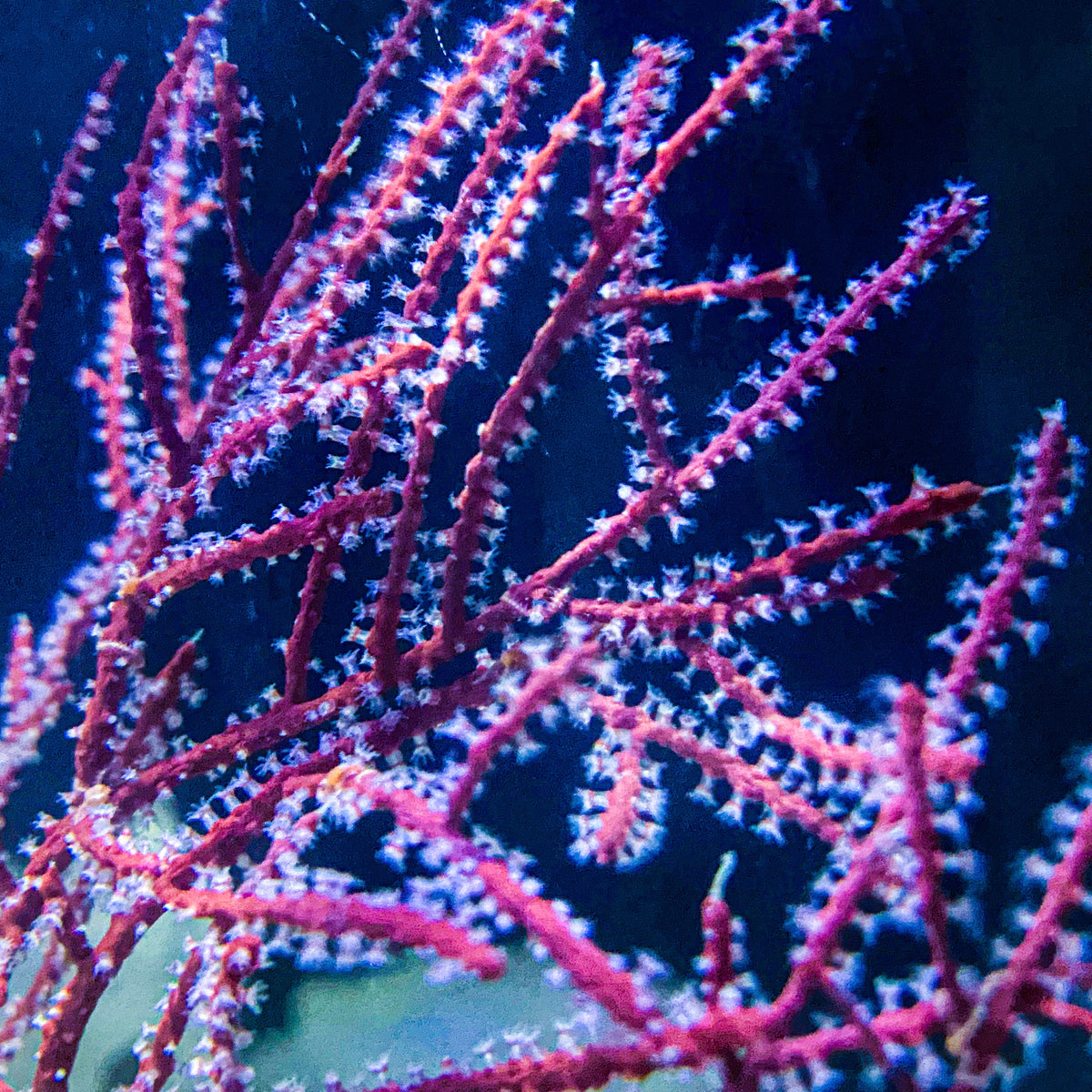 Bundle of 4 Sea fan corals, size L and hotsell XL