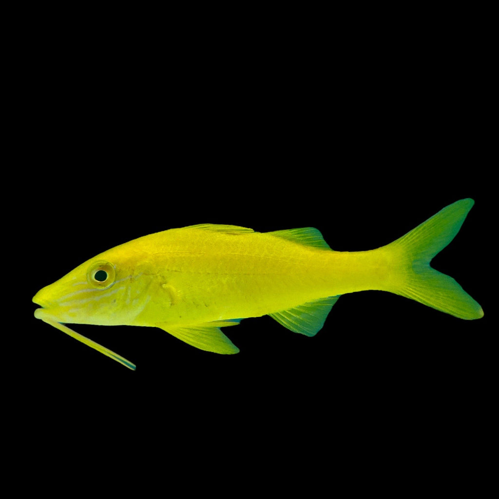 Aquarium Conditioned-Yellow Goatfish