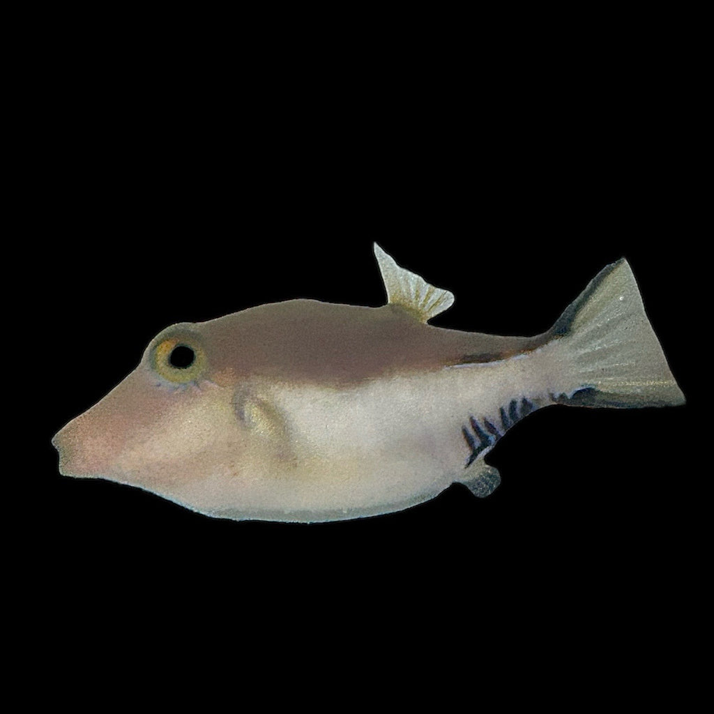 Aquarium Conditioned-Caribbean Sharpnose Pufferfish