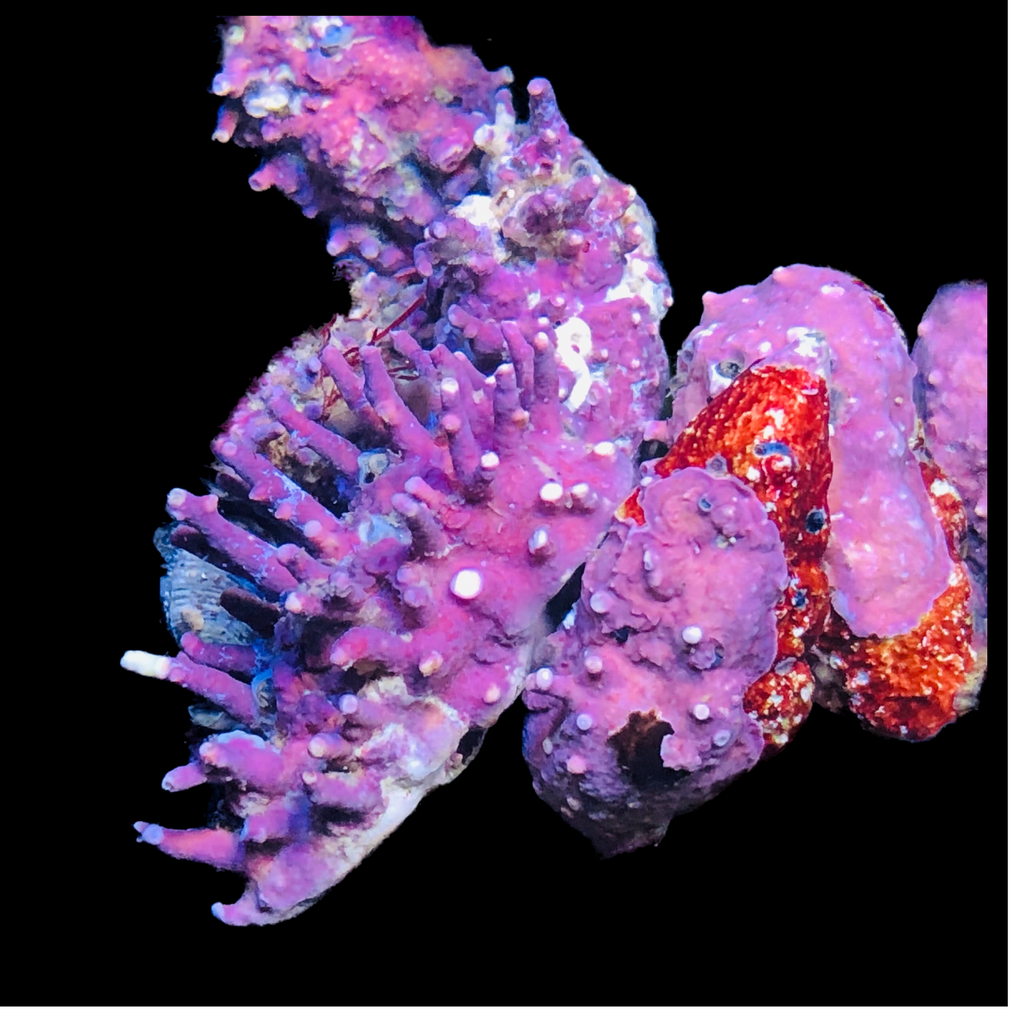 SPECIAL Coralline Covered Cerith Snail-Eat Algae and Detritous (Popular)