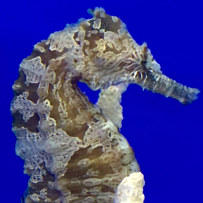 Captive Bred Large-Saddled Hippocampus Erectus Seahorse (Single