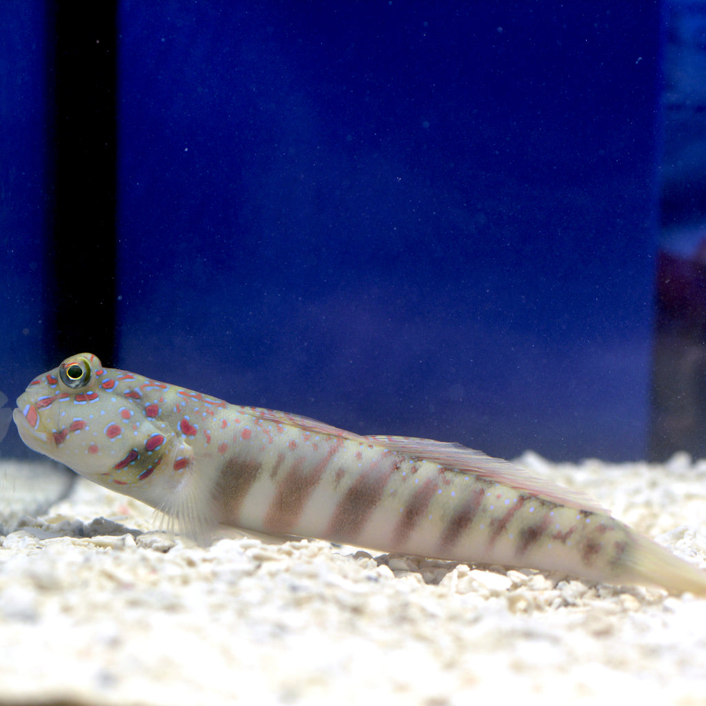 Large Aquarium Conditioned-Pink Spot Watchman Goby