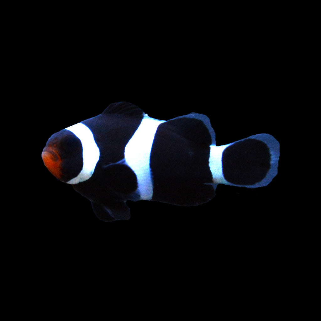 Captive Bred Darwin Black Ocellaris Clownfish