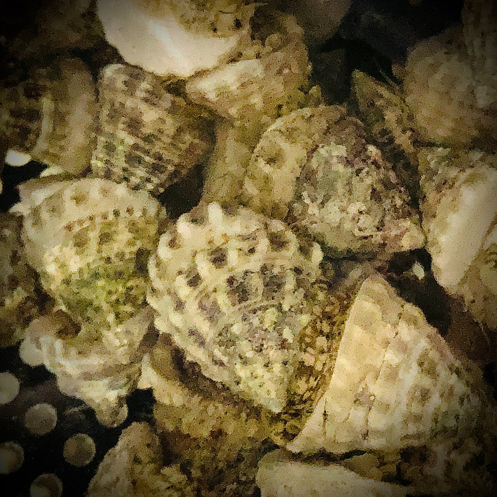 Stocky Trochus Snail (Amazing Algae Eaters!)