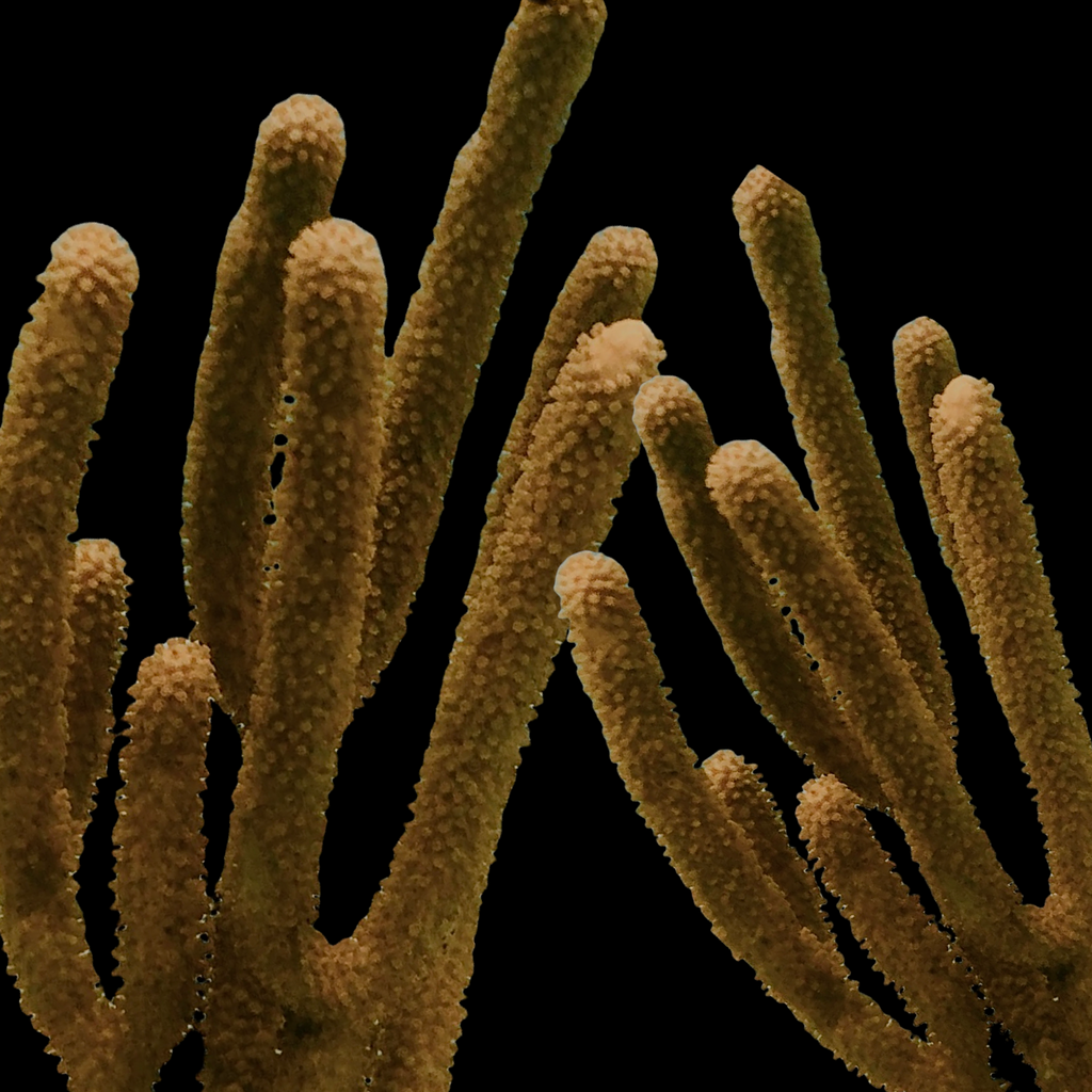 Giant Slit Pore Gorgonian-Photosynthetic