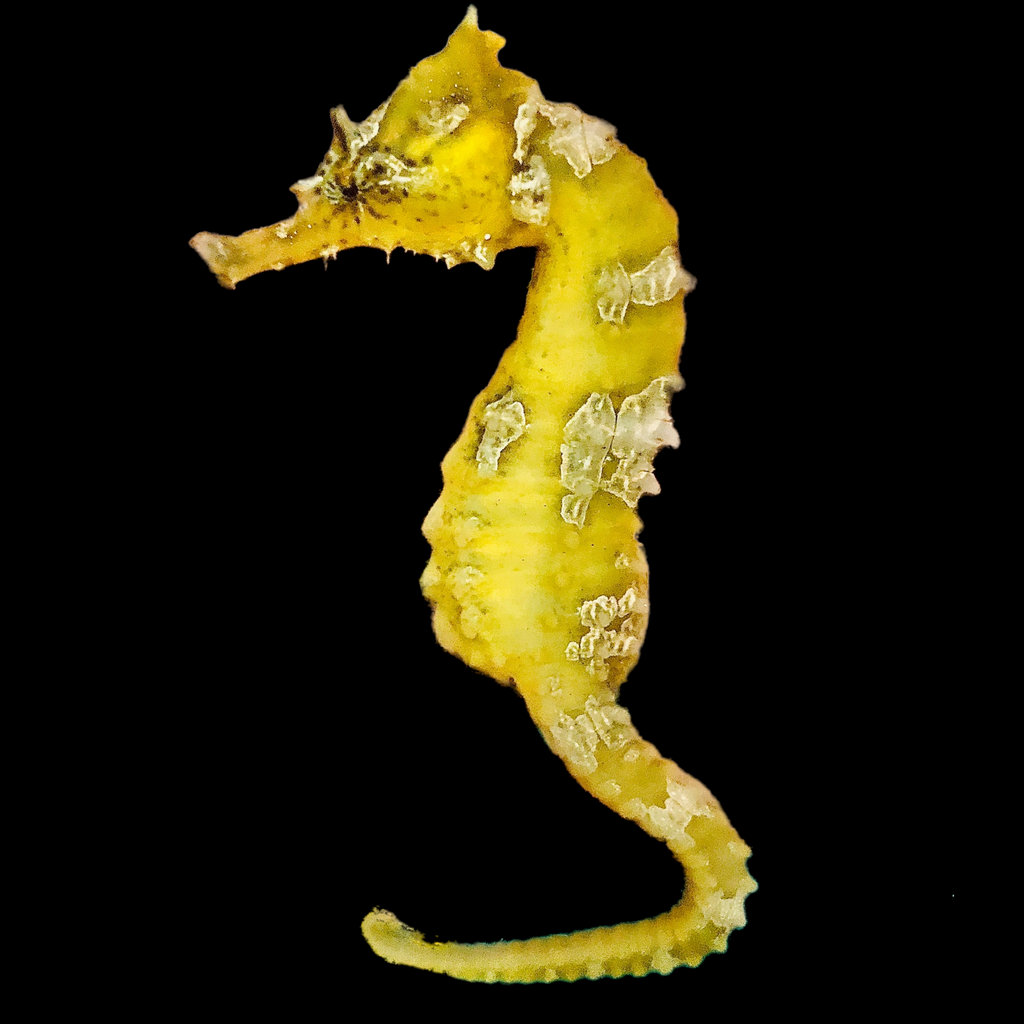 Captive Bred Saddled Hippocampus Erectus Seahorse-Single Juvenile