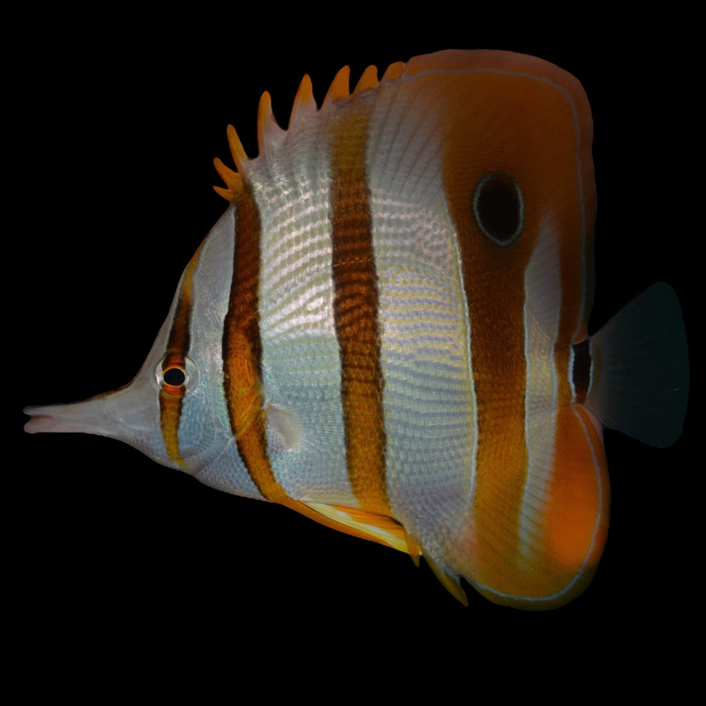 Aquarium Conditioned-Copperband Butterflyfish (Large Show Size)