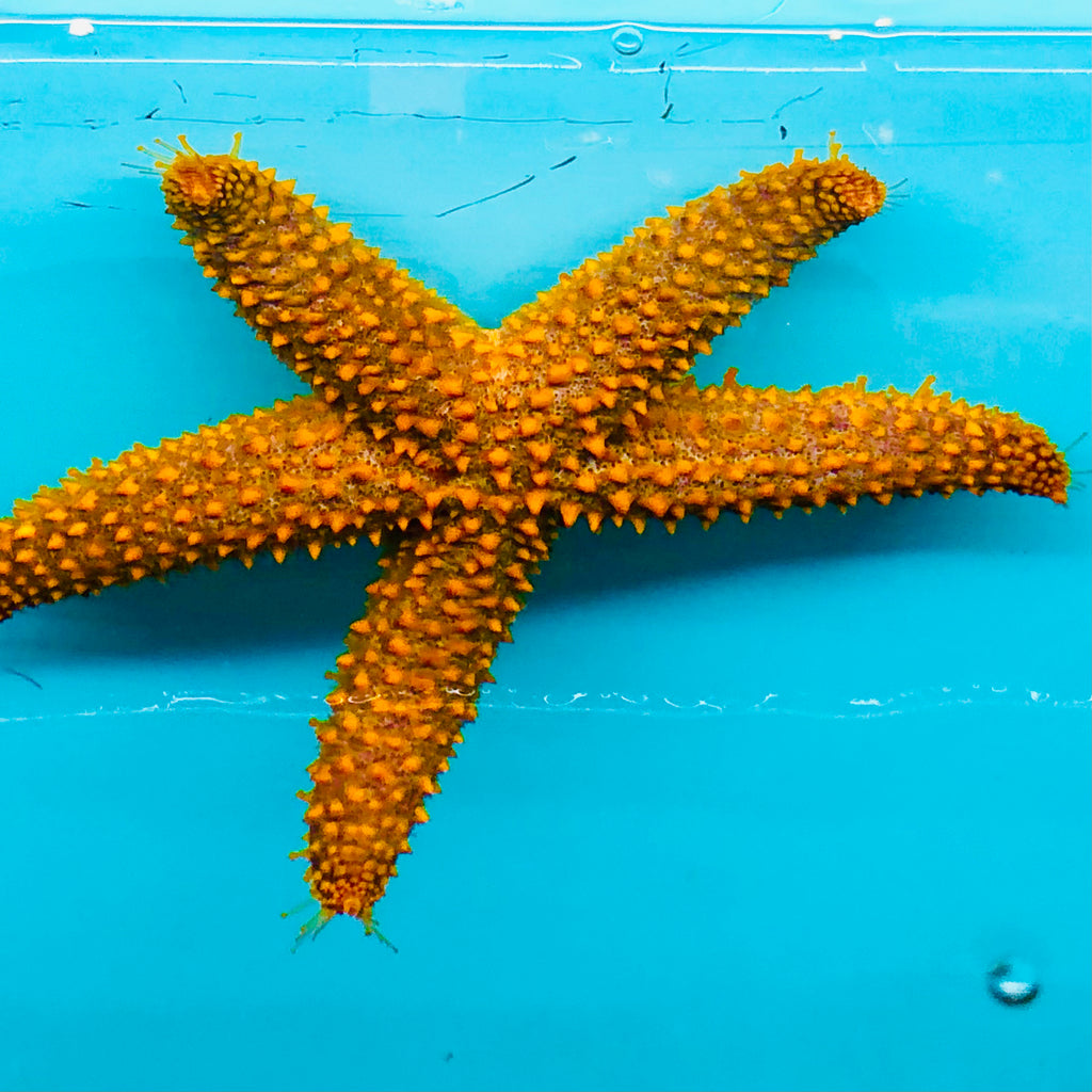 Spiny Starfish-Reef Safe
