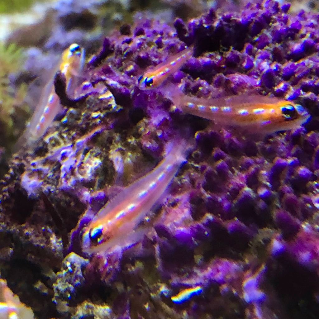 Aquarium Conditioned-Group of 4 Shoaling Masked Gobies