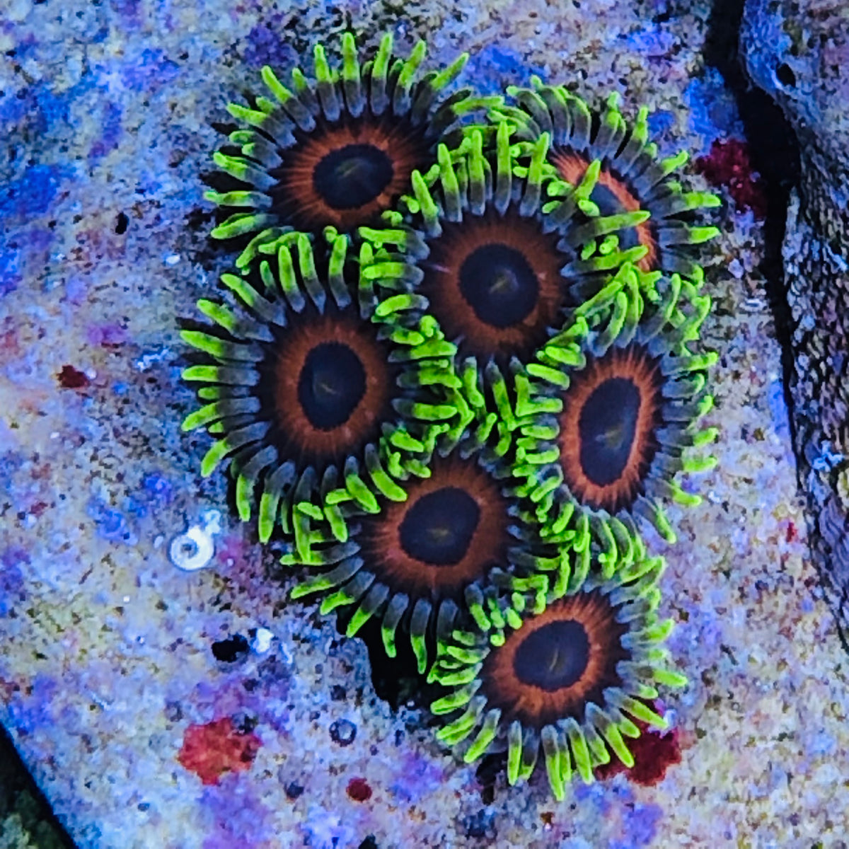 Bright Whamming Watermelon Zoanthids – Alyssa's Seahorse Savvy