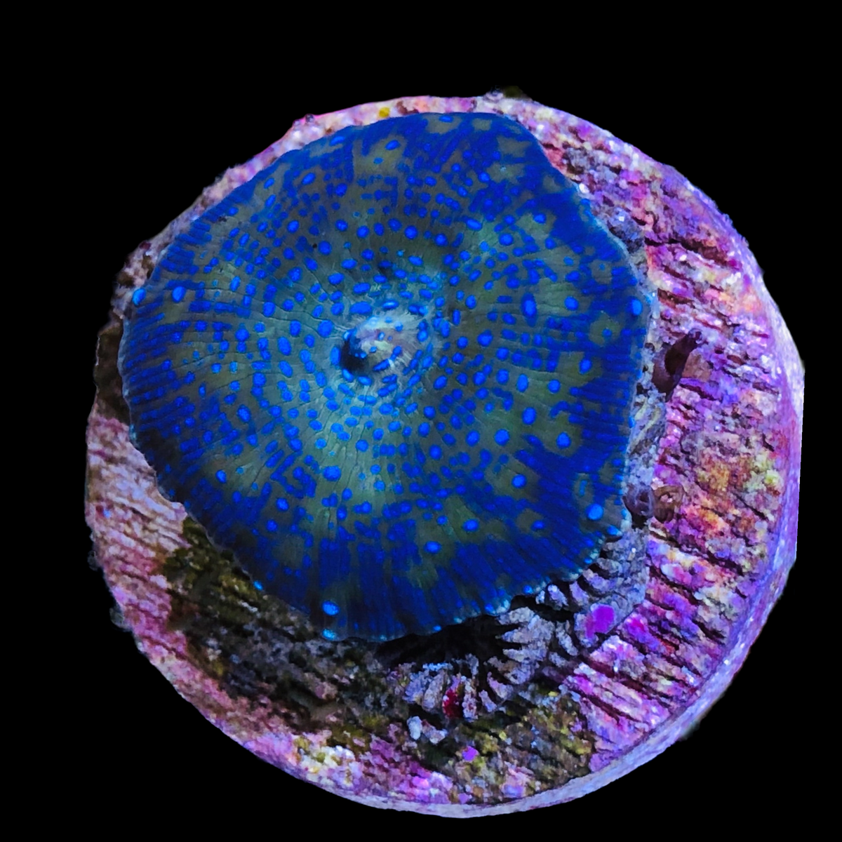 Superman Bullseye Mushroom