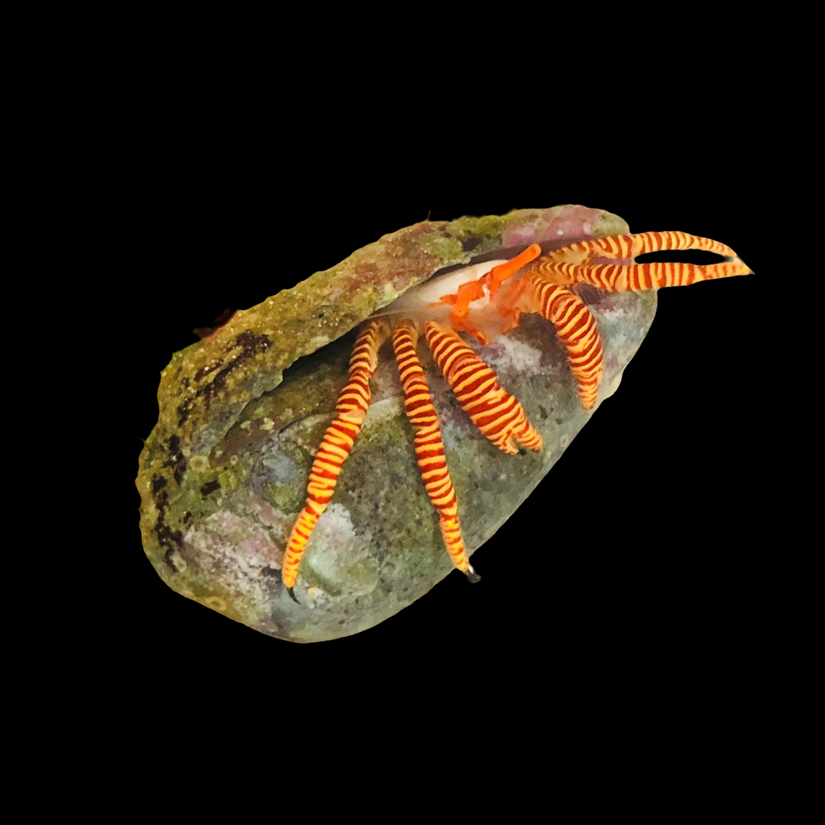 Halloween Hermit Crab – Alyssa's Seahorse Savvy