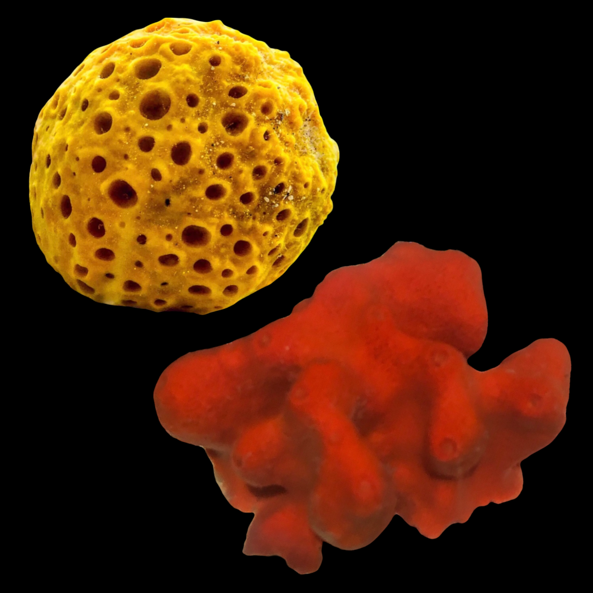 Yellow Ball Sponge