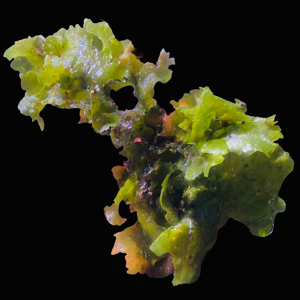 Decorative Stiff Sea Lettuce Macro Algae