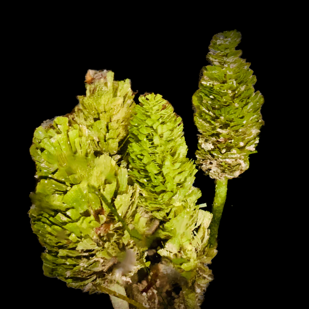 SPECIAL Rooted Pine Cone-Macroalgae