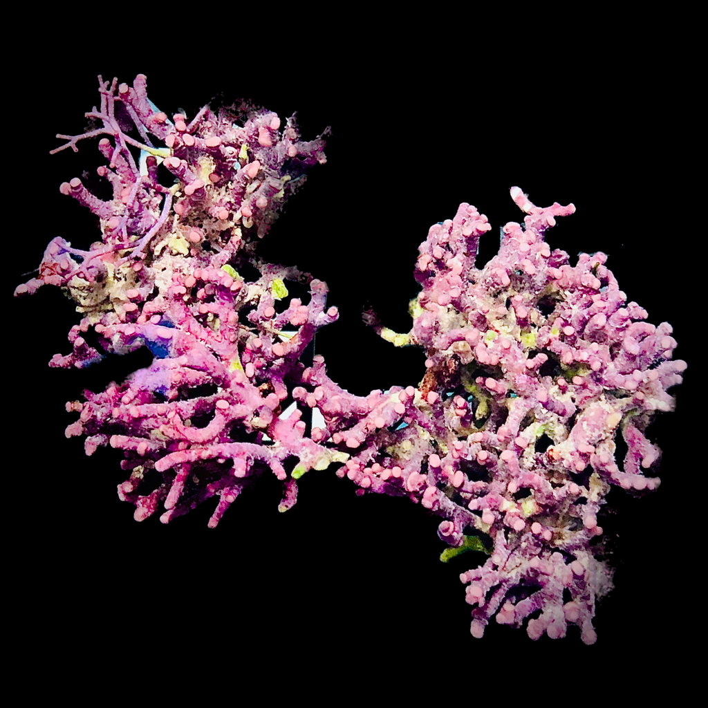 SPECIAL Branching Purple Coralline Algae
