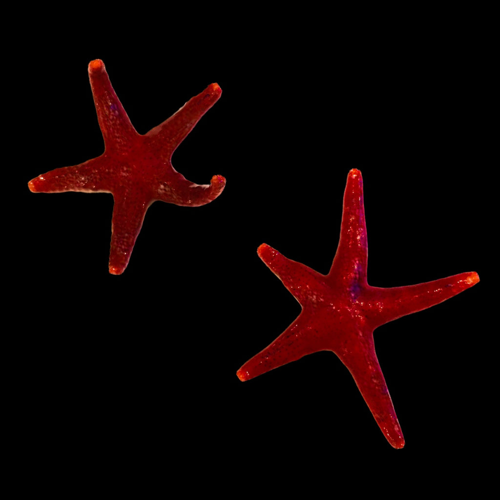 Mini Bright Red Fromia Starfish