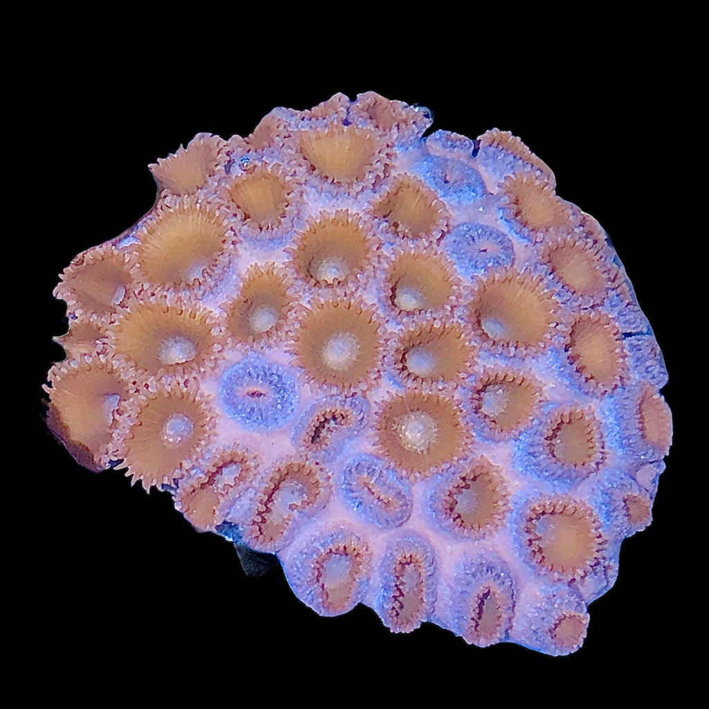 Caribbean Zoanthid Sea Mat