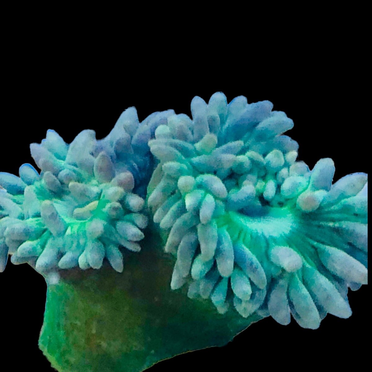 Special-Duncan Coral-Aquacultured Frag – Alyssa's Seahorse Savvy