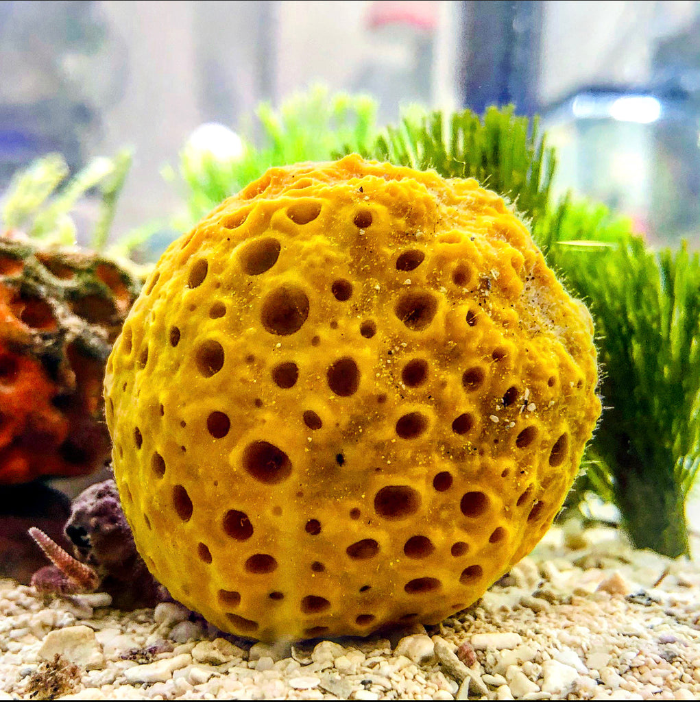 Yellow Ball Sponge