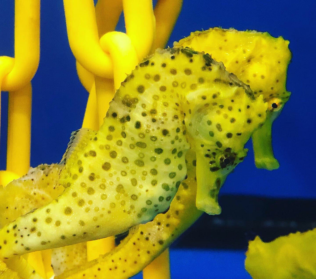 Tips for Successfully Keeping Seahorses and Common Misconceptions
